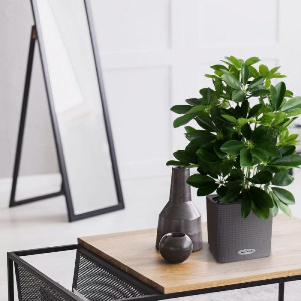 Raam-Schefflera-50cm-5 Raam Schefflera 50cm 5