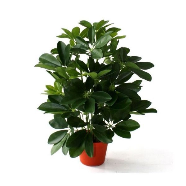 Raam-Schefflera-50cm-8 Raam Schefflera 50cm 8