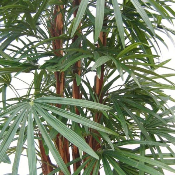 maar doet het ook goed in een lage bak. Standaard wordt de Raphis in een plastic pot geleverd.