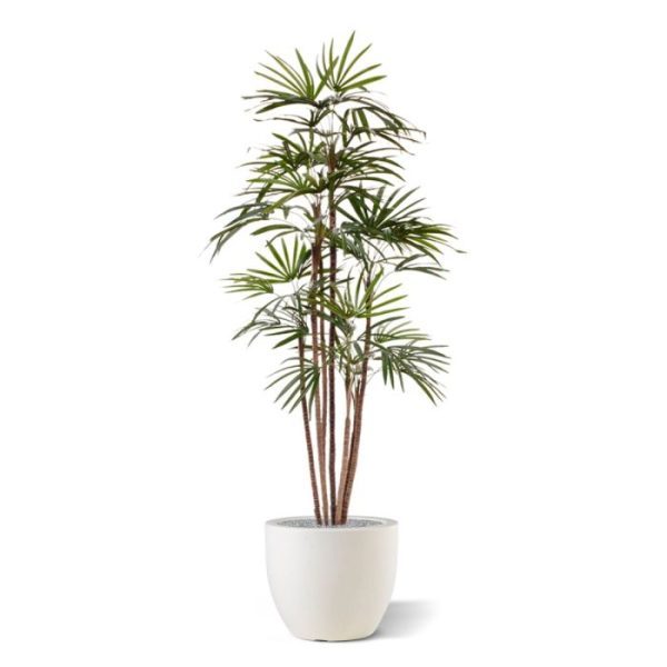 Raphis Kunstpalm Promo 170 cm De Raphis Palm komt oorspronkelijk uit Zuid-China en Taiwan. Deze kamerplant wordt ook wel bamboepalm of stokpalm genoemd