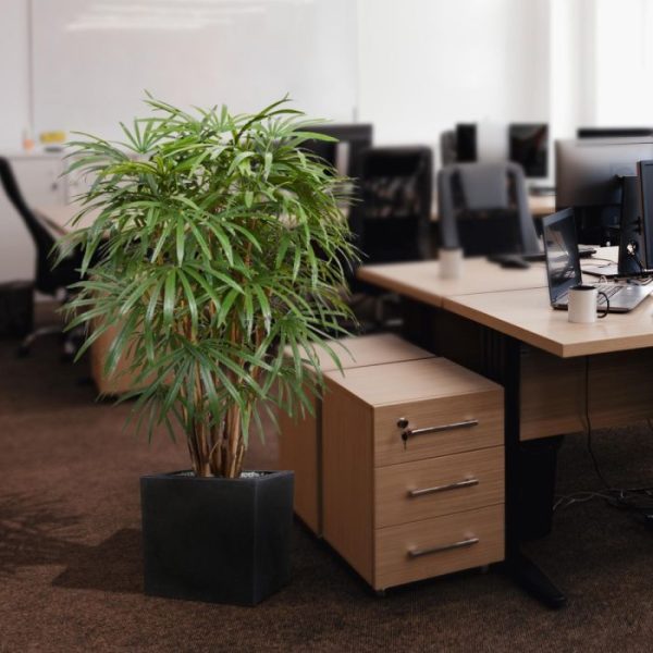 Raphis-Palm-XL-Deluxe-130-cm-10 Raphis Palm XL Deluxe 130 cm 10