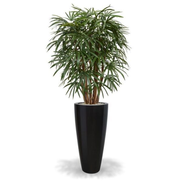 Raphis-Palm-XL-Deluxe-130-cm-3 dan zie je dat het familie is van de Fan Palm. Zo ook onze Raphis Palm XL Deluxe 130 cm. Doordat we de lange bladeren in waaiervorm hebben geconstrueerd is deze niet te onderscheiden van een echte. Extra aandacht is gegaan naar de zeer geraffineerde stammen van echt hout. Deze palm is een topproduct. De kunstpalm is 130 cm hoog en heeft een breedte van wel 95 cm. De 7 stammen vormen de basis om de palm in een hoge of lage pot te zetten.