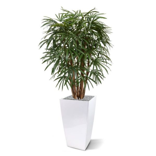 Raphis-Palm-XL-Deluxe-130-cm-5 Raphis Palm XL Deluxe 130 cm 5