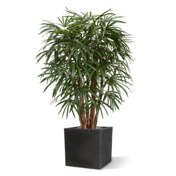 Raphis-Palm-XL-Deluxe-130-cm-6 Raphis Palm XL Deluxe 130 cm 6