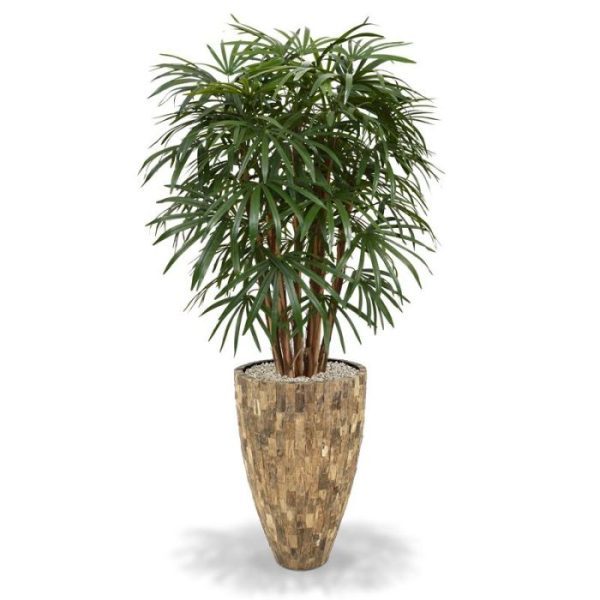 Raphis Palm XL Deluxe 130 cm De Raphis Palm