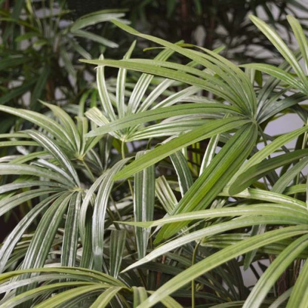 Raphis-Palm-XL-Deluxe-130-cm-7 Raphis Palm XL Deluxe 130 cm 7