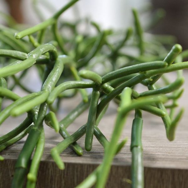 welke tot de cactussen behoort