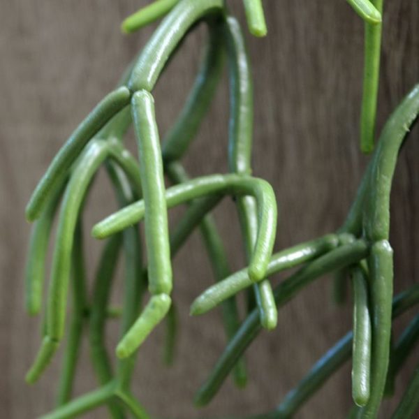 kennen wij ook als Rotskoraal en heeft vele verschijningsvormen. Het verschil zit meestal in de bladeren. Als Heteroclada kunsthangplant zijn de kunststof bladeren vertakt