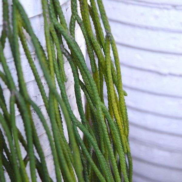 en de breedte is ongeveer 15 cm. Vanaf 6 stuks profiteert u van de kortingsprijs.