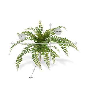 maar is ongeveer 45 cm. De varen is in meerdere soorten en afmetingen verkrijgbaar.