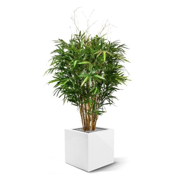 Royal Bamboe XL deluxe kunstboom 130 cm 2