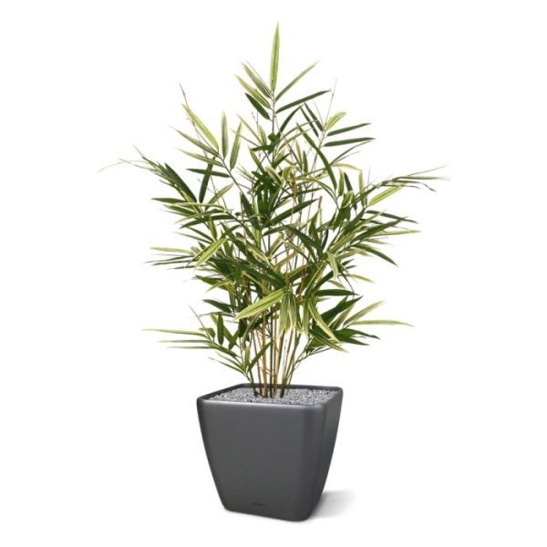 Kunstplanten zodat elk interieur een oosterse sfeer krijgt. De hoogte van de Bamboe Royal bont is ongeveer 75 cm. De breedte bedraagt ongeveer 45 cm. Standaard wordt deze kunstboom in een plastic pot geleverd en kan in lage als ook hoge potten geplaatst worden. De afgebeelde sierpotten zijn tegen meerprijs leverbaar.