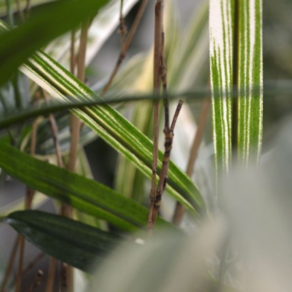 Royal-Bamboe-kunstplant-70-cm-bont-3 Royal Bamboe kunstplant 70 cm bont 3