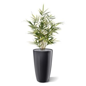 Deze bonte Royal Bamboe 70 cm kunstplant kenmerkt zich doordat de blaadjes smaller zijn en de takken meer naar boven groeien in vergelijking met andere bamboe soorten. Een kunstbamboe van een zeer natuurgetrouwe topkwaliteit met 4 kunststof takken en 8 echte bamboe takken