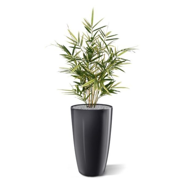 Royal Bamboe kunstplant 70 cm bont Deze bonte Royal Bamboe 70 cm kunstplant kenmerkt zich doordat de blaadjes smaller zijn en de takken meer naar boven groeien in vergelijking met andere bamboe soorten. Een kunstbamboe van een zeer natuurgetrouwe topkwaliteit met 4 kunststof takken en 8 echte bamboe takken