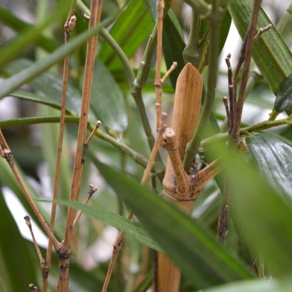 Royal Bamboe kunstplant 95 cm 3