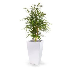 Deze Royal Bamboe 90 cm kunstplant kenmerkt zich doordat de blaadjes smaller zijn en de takken meer naar boven groeien in vergelijking met andere bamboe soorten. Een kunstbamboe van een zeer natuurgetrouwe topkwaliteit met vele echte bamboe takken. U geeft elk interieur een oosterse sfeer. De hoogte van de Royal Bamboe is ongeveer 95 cm. De breedte bedraagt ongeveer 50 cm. Standaard wordt deze boom in een plastic pot geleverd en kan in lage als ook hoge potten geplaatst worden.