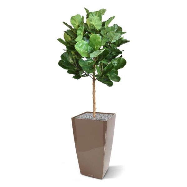 Royal Lyrata bol deluxe kunstplant 105 cm 1