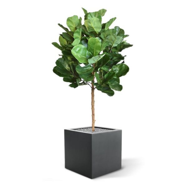 Royal Lyrata bol deluxe kunstplant 105 cm 2