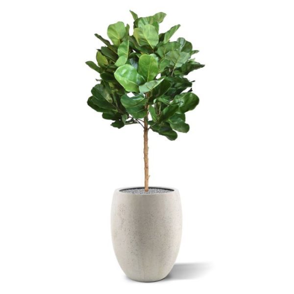 Nieuw - Royal Lyrata bol deluxe kunstplant 105 cm