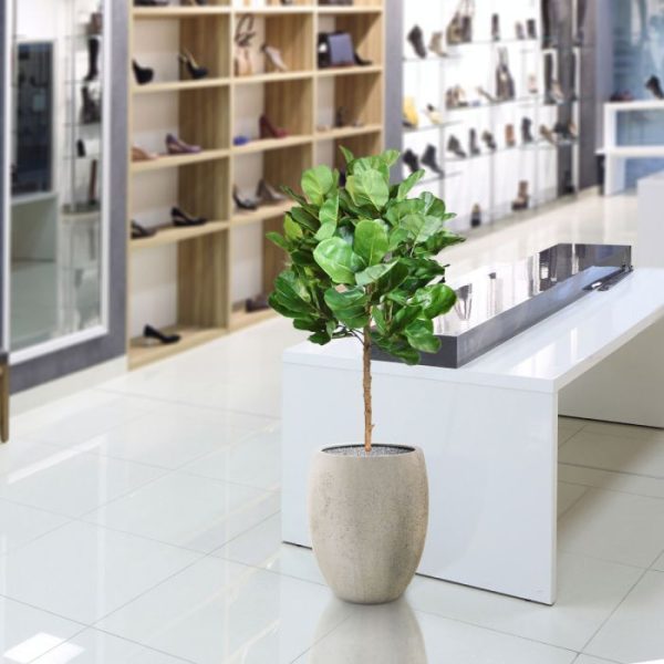 Royal Lyrata bol deluxe kunstplant 105 cm 9