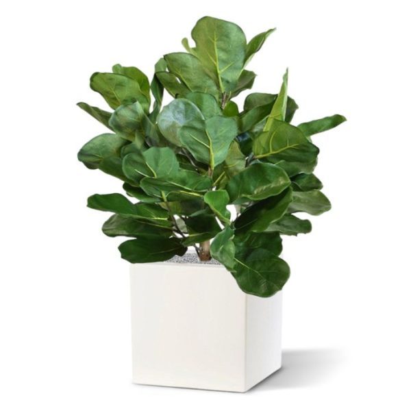 Groene kunstplanten Royal Lyrata bol deluxe kunstplant 75 cm 2