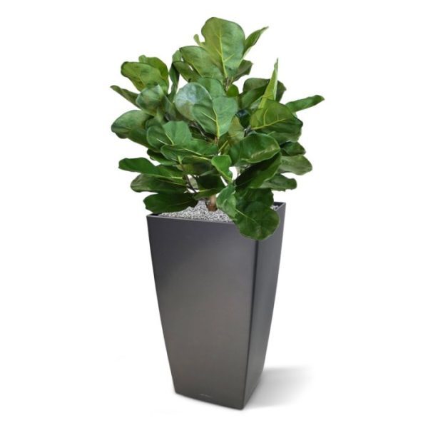 Royal Lyrata bol deluxe kunstplant 75 cm Nieuw - Royal Lyrata bol deluxe kunstplant 75 cm