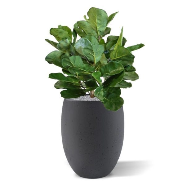 Royal-Lyrata-bol-deluxe-kunstplant-75-cm-8 Royal Lyrata bol deluxe kunstplant 75 cm 8