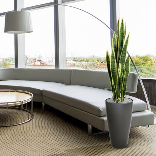 Sanseveria-kunstplant-Bont-110cm-in-pot-5 deze zijn toch nauwelijks van echt te onderscheiden? En het fijne aan deze plant? Dankzij de flexibele constructie kunt u de bladeren ook nog eens naar eigen wens modelleren. Deze versie is uitgevoerd in een bonte kleur en wordt standaard geleverd in een plastic binnenpot met verlijmde vulling. Hiermee kunt u de plant direct in uw eigen pot plaatsen. Desgewenst zijn de afgebeelde sierpotten tegen meerprijs mee te bestellen. Deze versie is 110 cm hoog en circa 30 cm in omtrek. ...