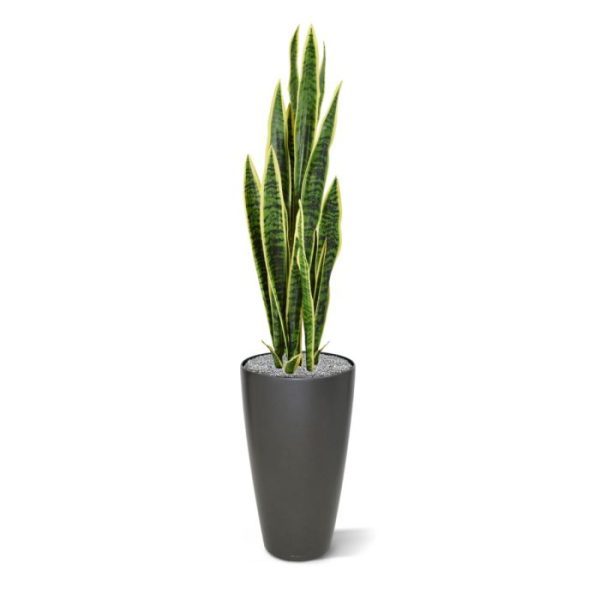Sanseveria-kunstplant-Bont-110cm-in-pot-8 Sanseveria kunstplant Bont 110cm in pot 8