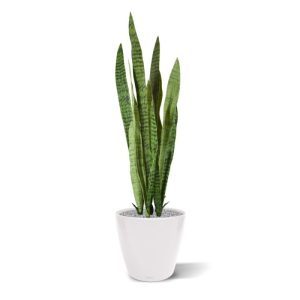 Waarom deze plant de bijnaam vrouwentong draagt