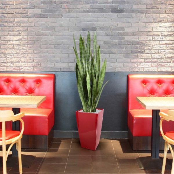 Sanseveria-kunstplant-Groen-130cm-in-pot-5 is hun karakter juist opvallend lief. Kijk maar eens naar die passie waarmee ze hun bladeren fier rechtop steken. De Sanseveria is vanwege haar bijzondere uiterlijk een gewilde kamerplant. Maar jeetje