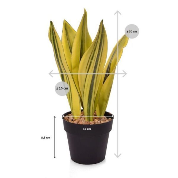 ook wel Vrouwentong genoemd