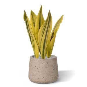 Kijk deze prachtige kunst Sanseveria eens! Zo eigenwijs als deze kunstplant haar op tongen lijkende bladeren omhoog steekt