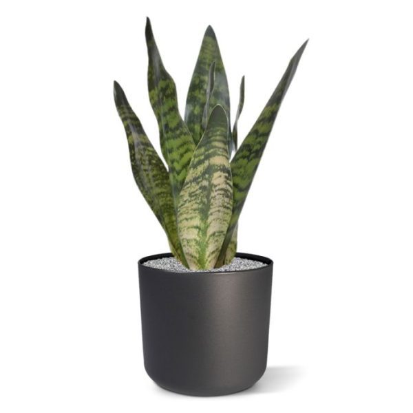 Kunstplanten ook wel bekend als Vrouwentong en officieel luisterend naar de naam Dracaena trifasciata