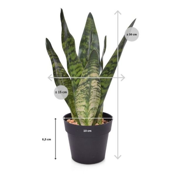 Sansevieria-kunstplant-30-cm-groen-3 stevige en karakteristiek opstaande lancetvormige bladeren. Deze prachtige kunstplant Sansevieria laat zeven natuurgetrouwe bladeren in een groen gevlekte bladtekening zien. De bladeren zijn voorzien van een buigzame constructie waardoor u de plant zelf nog kunt modelleren. Dankzij de vaste verlijmde vulling kunt u de kunst Sanseveria direct in een sierpotje op tafel zetten. Deze leuke en levensechte kunst Sansevieria is het perfecte plantje om als tafelboeket in uw horeca