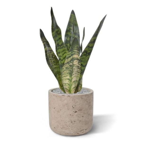Sansevieria kunstplant 30 cm groen De Sanseveria