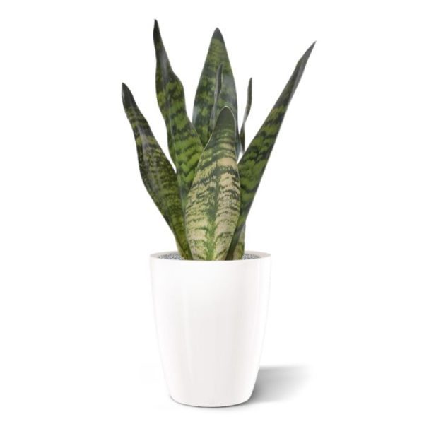 Sansevieria-kunstplant-30-cm-groen-8 Sansevieria kunstplant 30 cm groen 8