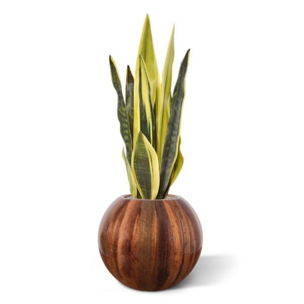 als-ie maar lekker eigenwijs ergens de hoofdrol mag spelen met zijn prachtige