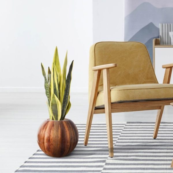 maar de Dracaena trifasciata