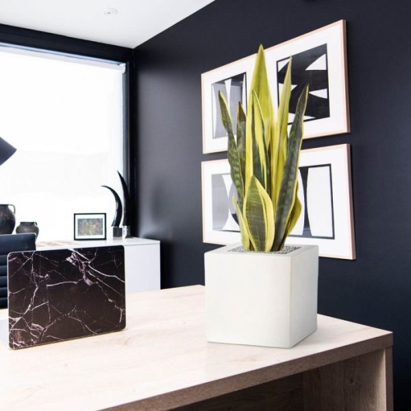 ook wel de Vrouwentong of Wijventond genoemd