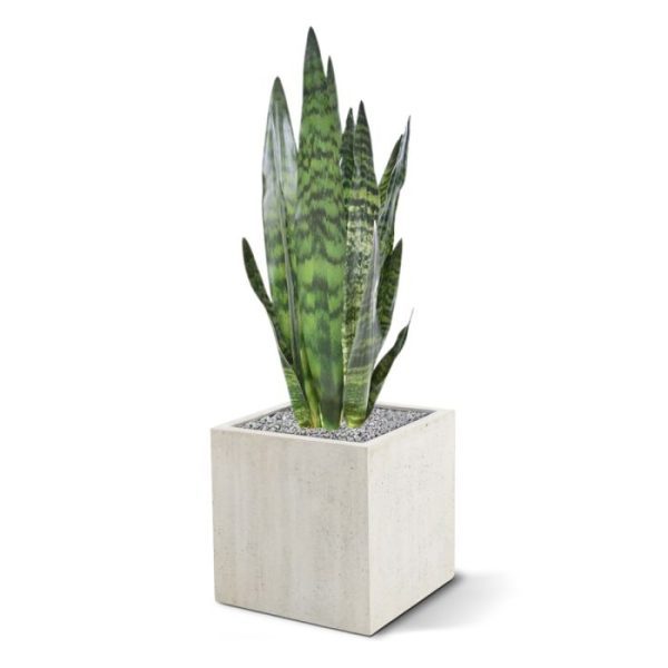 Groene kunstplanten wat een geweldige beauty zeg. Waar gaat u deze kunstige krachtpatser eens laten schitteren?De Vrouwentong