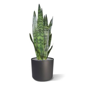 Steek die tongen maar uit met deze Sanseveria van 72 cm hoogte. Kijk naar die prachtige en oh zo herkenbare stevige