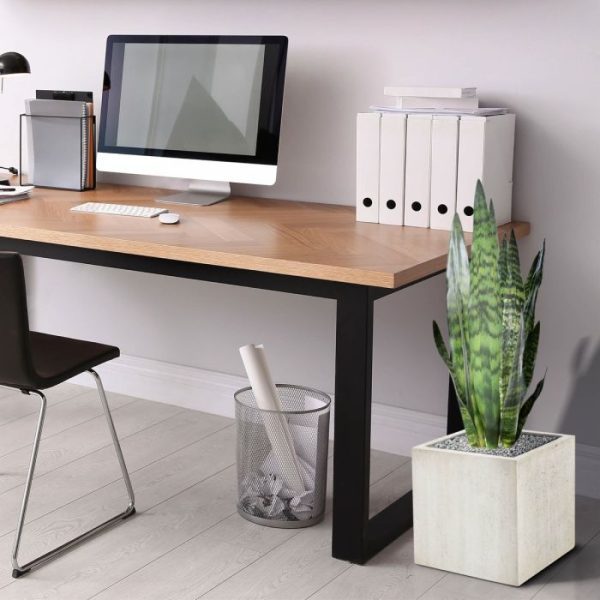 Sansevieria-kunstplant-72-cm-groen-4 is een prachtige plant om solitair te presenteren of met meerderen in een lange bak te presenteren. Met al die lancetvormige bladeren die zo vrolijk omhoog steken zullen ze een sfeervolle afscheiding vormen. Ideaal voor tussen uw bureaus of in de horeca. Deze kunst Sansevieria met 14 groen gevlekte bladeren met flexibel te buigen constructie wordt geleverd in een standaard plastic binnenpot met leuke vaste verlijmde vulling. Hierdoor kunt u de kunstplant direct in een sierpot plaatsen.