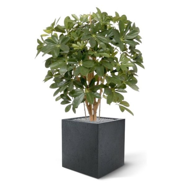 Groene kunstplanten horeca of gewoon voor in de woonkamer. De kunstzijden Schefflera is 80 cm hoog en goed gevuld met mooi diep groen blad. De plant is tevens zeer geschikt voor plaatsing in een hoge pot. Standaard wordt de plant in een plastic pot geleverd. Absoluut een aanrader als u voor echte kwaliteit gaat!