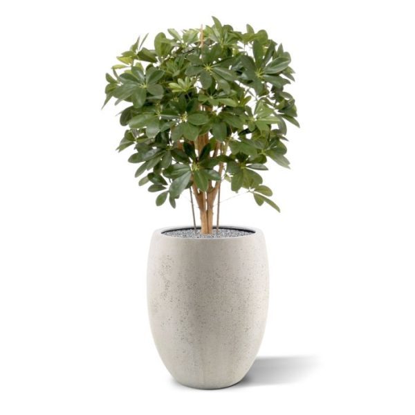 Schefflera-80-cm-kunstplant-8 Schefflera 80 cm kunstplant 8