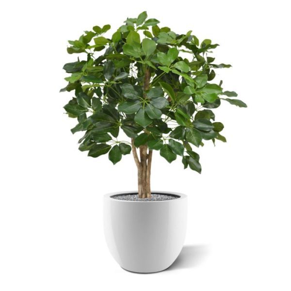 gecombineerd met de mooie opbouw van de 3 echt houten stammen zorgen voor een fris uitziende kunstplant