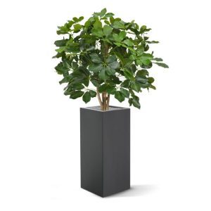 Deze Schefflera 90 cm op stam is een compleet vernieuwd model uit de Schefflera familie. De verbeterde bladvorm
