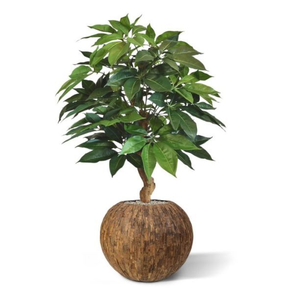 Kunstplanten stevige frisgroene bladeren ontspringen. Waar gaat u deze luxe uitgevoerde en door onszelf ontworpen kunstwerk sfeervol presenteren? Deze kunstplant Schefflera is een luxe versie op voet en een compleet vernieuwd model uit de Schefflera familie. De verbeterde bladvorm in combinatie met de mooie opbouw rondom de echte houten stam en de prachtige kunstzijden bladeren zorgen voor een fris uitziende kunstplant