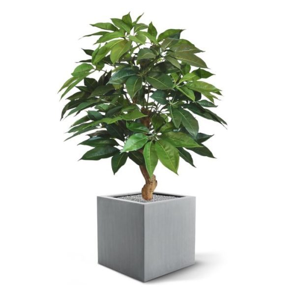 Groene kunstplanten welke zeer natuurgetrouw overkomt. Met de flexibel te buigen constructie kunt u de plant nog naar eigen wens vormgeven. Uniek in zijn soortDeze mooie door onszelf ontworpen en exclusief voor ons gemaakte kunstplant is een uniek kunstwerk. Door de fijne hoogte is de plant zowel in een hoge als lage sierpot te plaatsen. De afgebeelde sierpotten kunnen direct mee besteld worden. Maar u kunt de voet ook b...